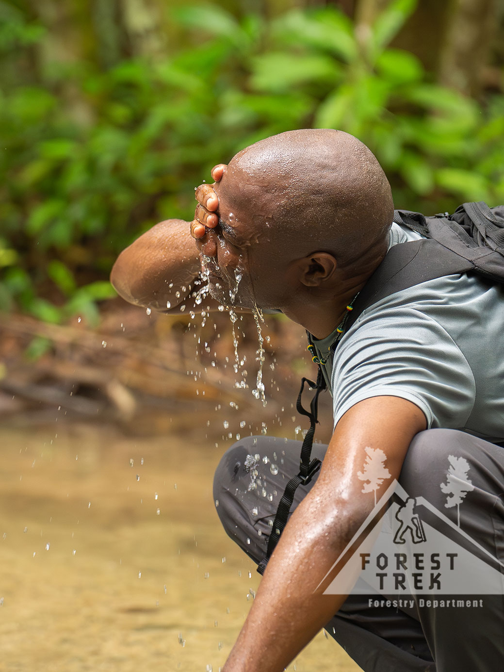 Forest Trek II 2024